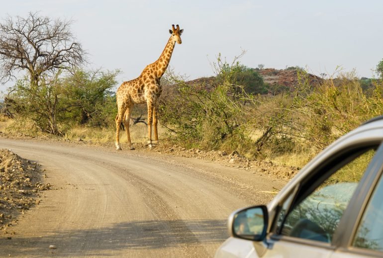 drive-through safari uk