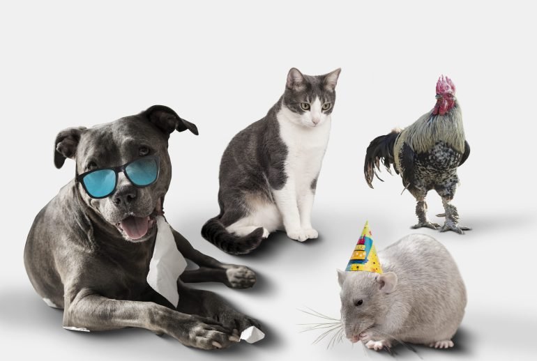 50 reasons why dogs are better than cats