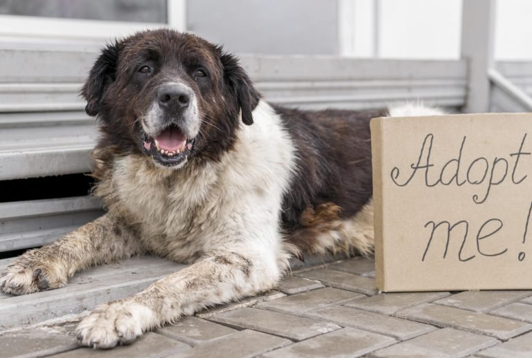 10 dog behaviors explained