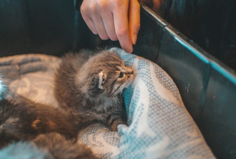 how to take care of a kitten