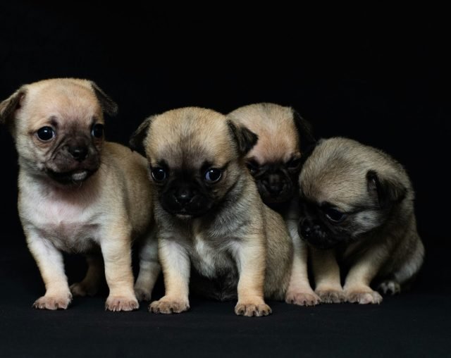 Pet Breeding Club