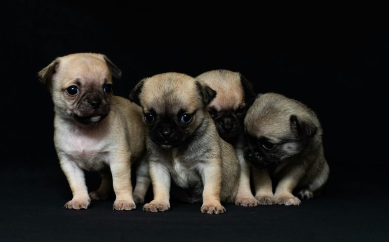 Pet Breeding Club