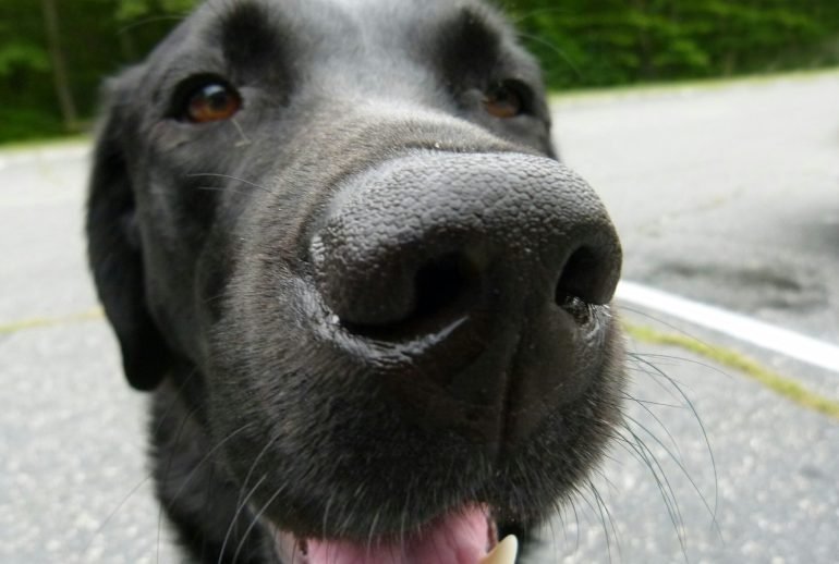 david-trinks-IxVqfy7Rskc-unsplash why does my dog smell like fish