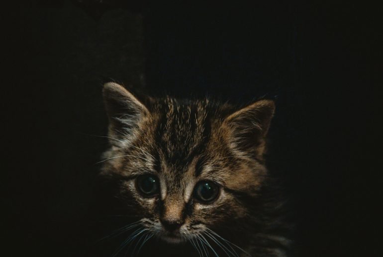 2 month old kitten