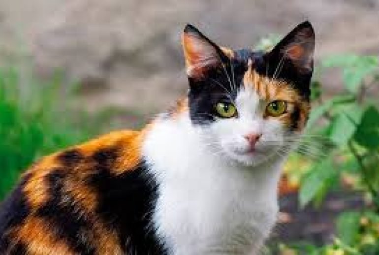 calico cat