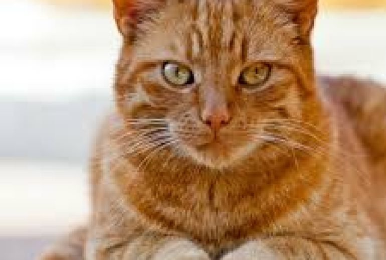 orange cat breeds