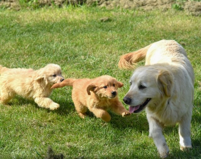 Pet Breeding Club