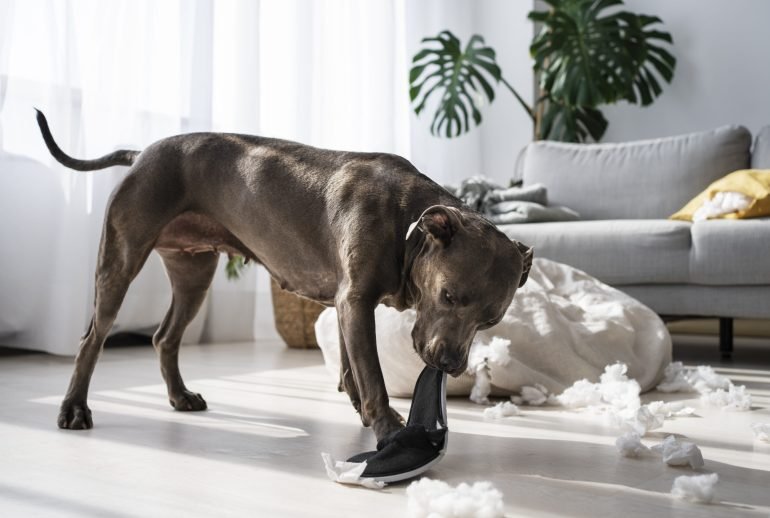 full-shot-dog-biting-shoe-home why is my dog trembling and shaking