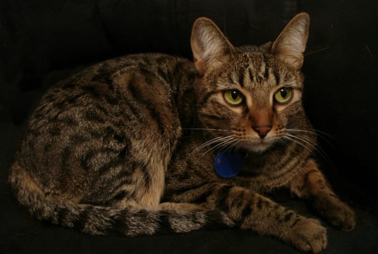 domestic shorthair cat