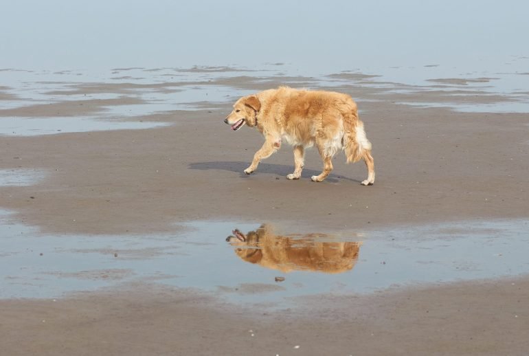 8 in 1 shot for dogs