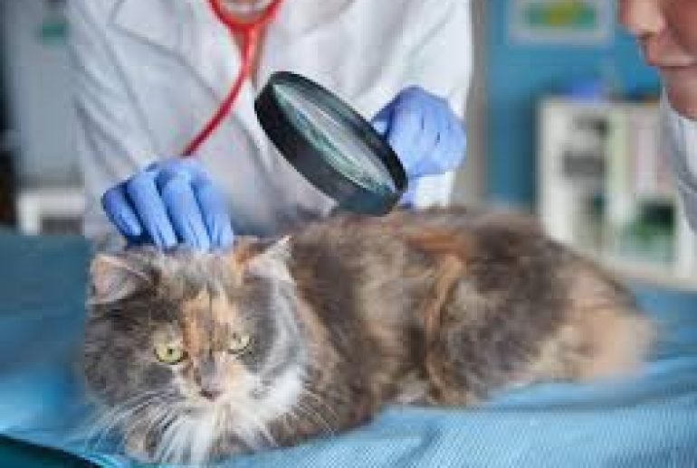 flea treatment for kittens