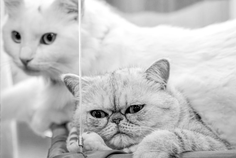 Cat Years to Human Years