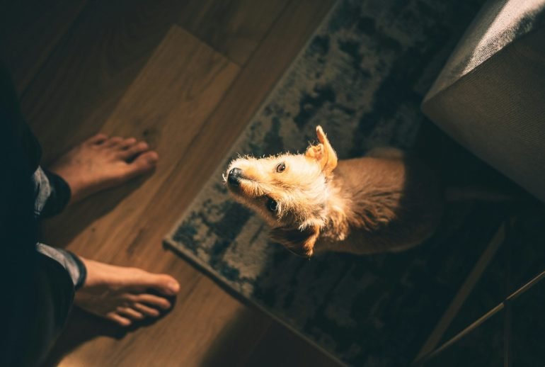 why does my dog lick my feet