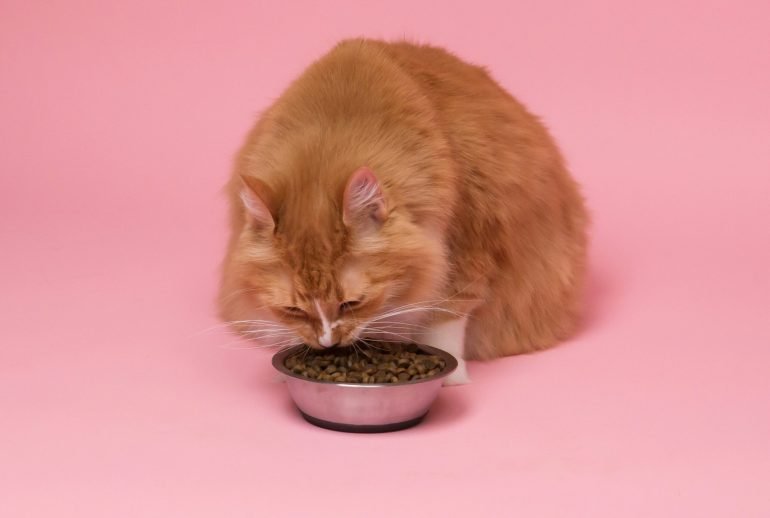 how much to feed a kitten