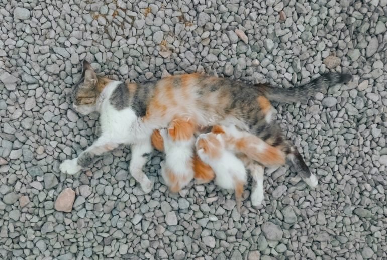 pregnant cat stages