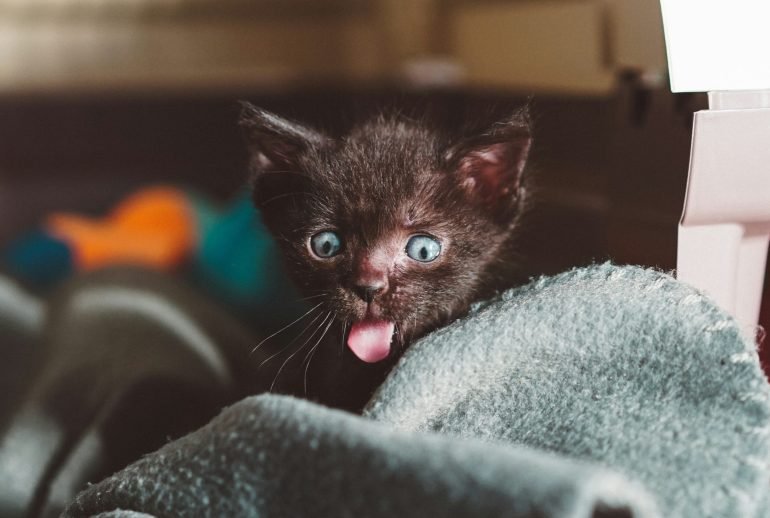 when do kittens open their eyes