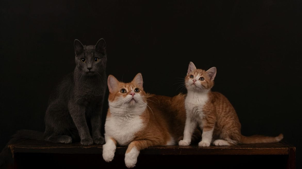 Pet Breeding Club