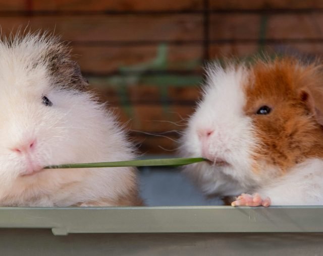 Pet Breeding Club