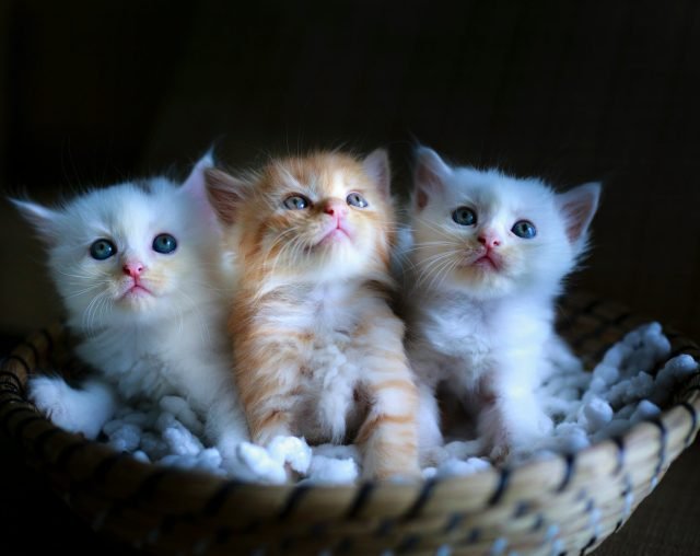 Pet Breeding Club
