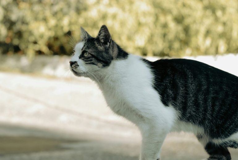 cat breed identifier