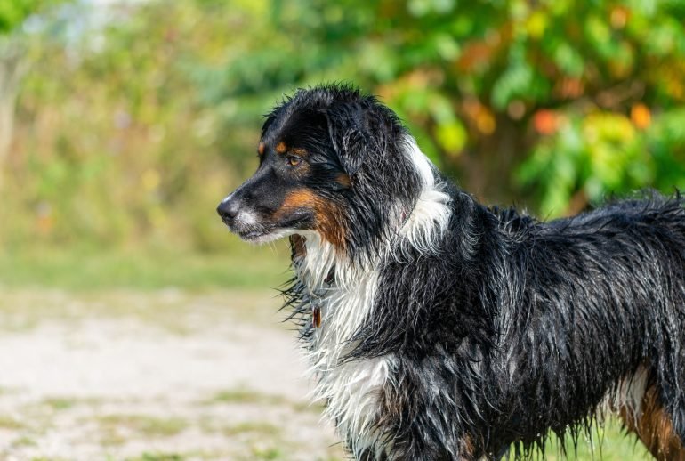 20 largest dog breeds