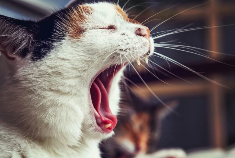 hypoallergenic cats