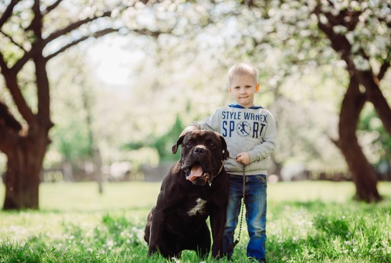100 facts about dogs for kids