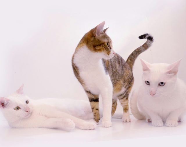 Pet Breeding Club