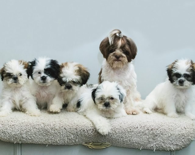 Pet Breeding Club